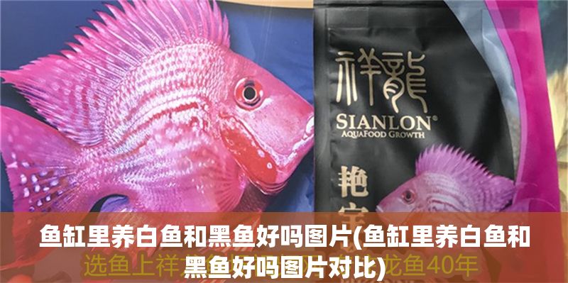 魚缸里養(yǎng)白魚和黑魚好嗎圖片(魚缸里養(yǎng)白魚和黑魚好嗎圖片對比)
