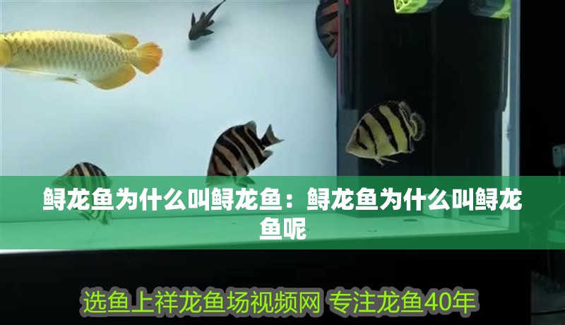鱘龍魚為什么叫鱘龍魚：鱘龍魚為什么叫鱘龍魚呢