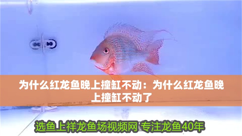 為什么紅龍魚晚上撞缸不動：為什么紅龍魚晚上撞缸不動了