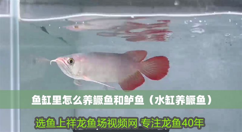魚缸里怎么養(yǎng)鱖魚和鱸魚（水缸養(yǎng)鱖魚）
