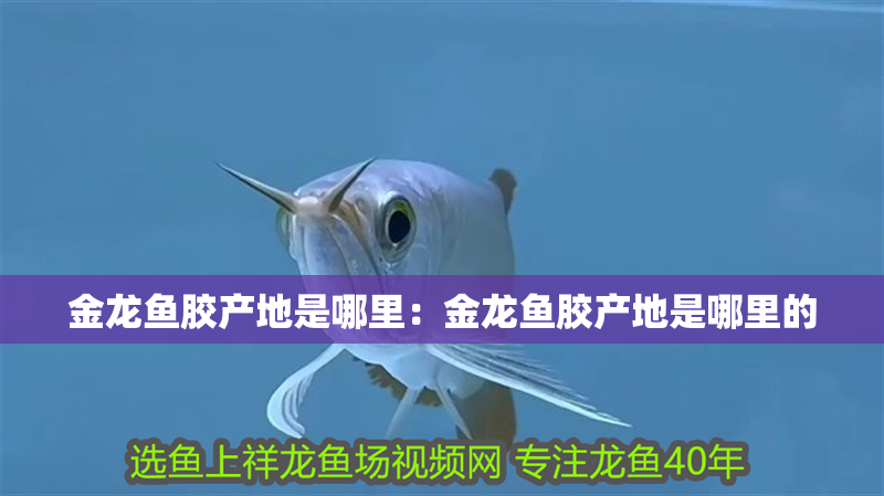 金龍魚膠產地是哪里：金龍魚膠產地是哪里的