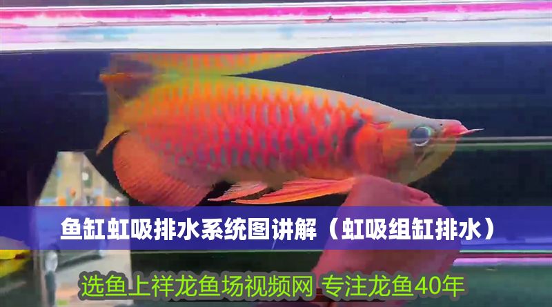 魚(yú)缸虹吸排水系統(tǒng)圖講解（虹吸組缸排水）