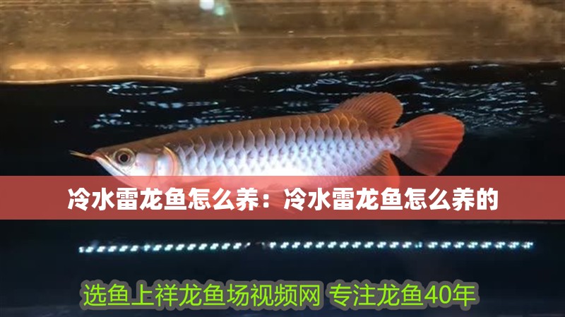 冷水雷龍魚怎么養(yǎng)：冷水雷龍魚怎么養(yǎng)的