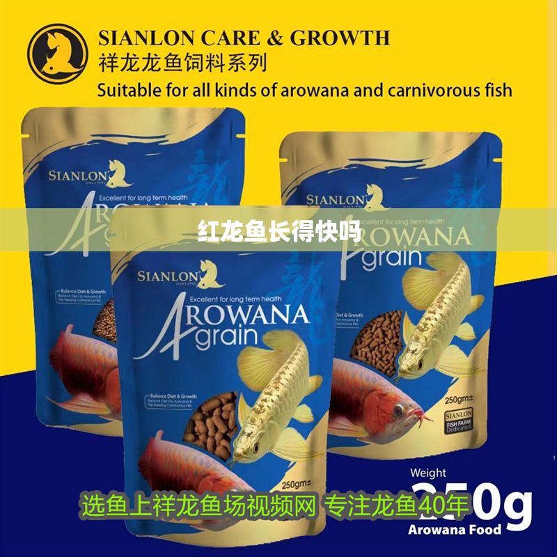 紅龍魚長得快嗎