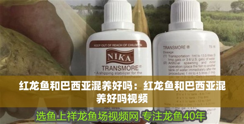 紅龍魚(yú)和巴西亞混養(yǎng)好嗎：紅龍魚(yú)和巴西亞混養(yǎng)好嗎視頻