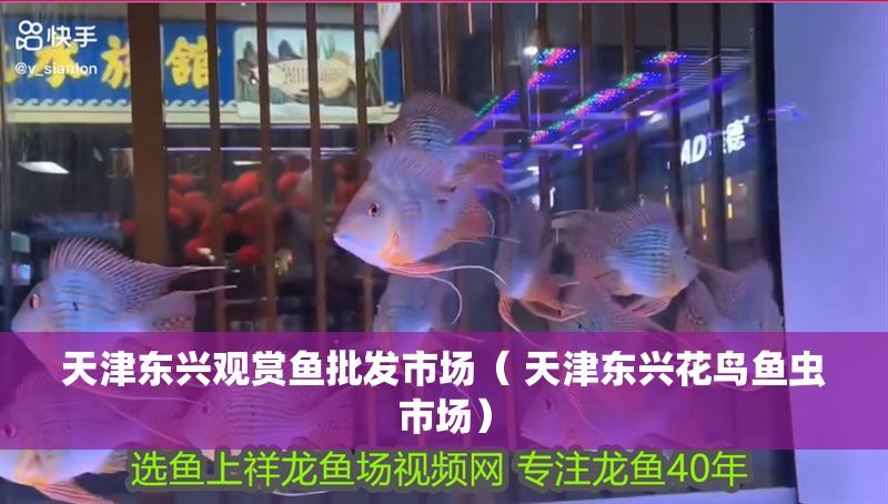 天津東興觀賞魚批發市場（ 天津東興花鳥魚蟲市場）