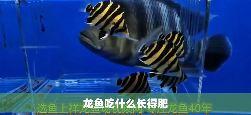 龍魚(yú)吃什么長(zhǎng)得肥