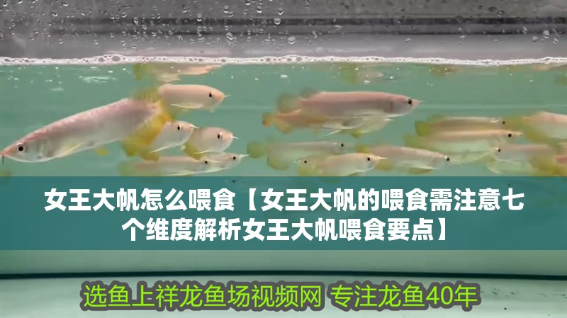 女王大帆怎么喂食【女王大帆的喂食需注意七個維度解析女王大帆喂食要點】