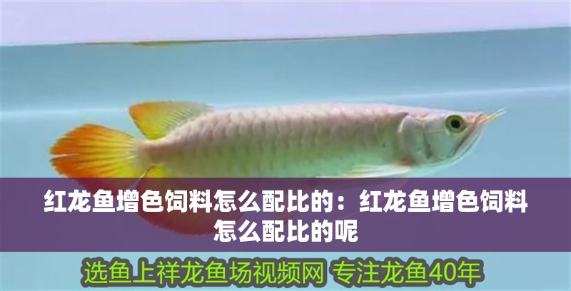 紅龍魚(yú)增色飼料怎么配比的：紅龍魚(yú)增色飼料怎么配比的呢