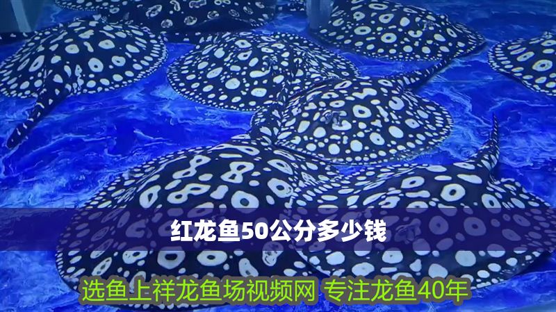 紅龍魚50公分多少錢