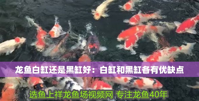 龍魚白缸還是黑缸好：白缸和黑缸各有優缺點