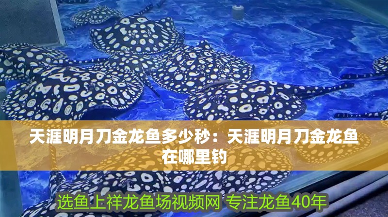 天涯明月刀金龍魚多少秒:天涯明月刀金龍魚在哪里釣 水族問答 天涯明月刀金龍魚多少秒:天涯明月刀金龍魚在哪里釣 天涯明月刀金龍魚多少秒:天涯明月刀金龍魚在哪里釣 水族問答