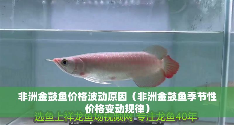 非洲金鼓魚價格波動原因（非洲金鼓魚季節性價格變動規律） 非洲金鼓魚價格波動原因（非洲金鼓魚季節性價格變動規律） 龍魚百科 第6張