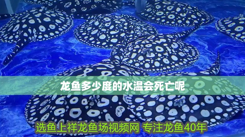 龍魚多少度的水溫會死亡呢