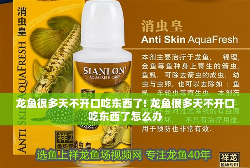 龍魚很多天不開口吃東西了! 龍魚很多天不開口吃東西了怎么辦