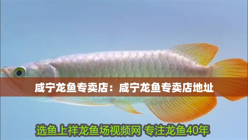 咸寧龍魚專賣店：咸寧龍魚專賣店地址