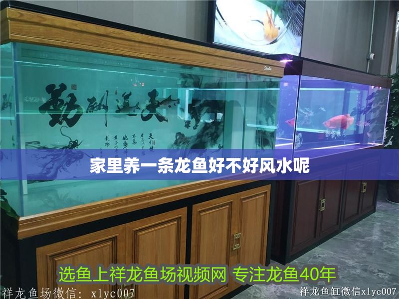 家里養(yǎng)一條龍魚好不好風(fēng)水呢