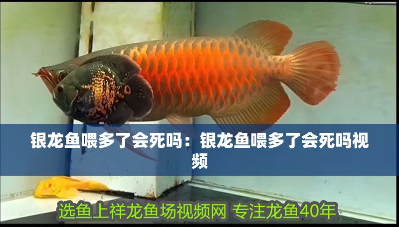 銀龍魚喂多了會死嗎：銀龍魚喂多了會死嗎視頻
