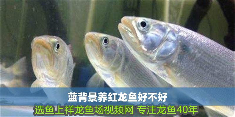 藍(lán)背景養(yǎng)紅龍魚(yú)好不好 龍魚(yú)百科 第2張 藍(lán)背景養(yǎng)紅龍魚(yú)好不好 藍(lán)背景養(yǎng)紅龍魚(yú)好不好 龍魚(yú)百科 第2張