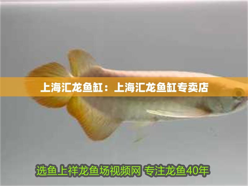 上海匯龍魚缸：上海匯龍魚缸專賣店