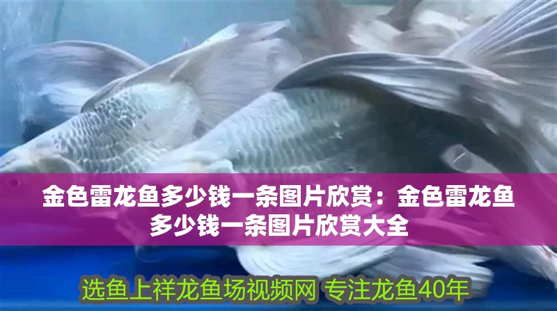 金色雷龍魚多少錢一條圖片欣賞：金色雷龍魚多少錢一條圖片欣賞大全