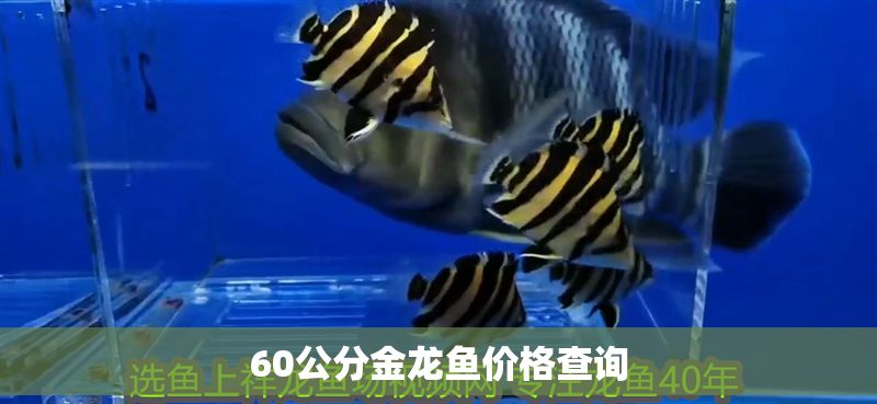 60公分金龍魚價格查詢