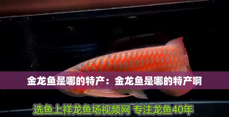 金龍魚(yú)是哪的特產(chǎn)：金龍魚(yú)是哪的特產(chǎn)啊