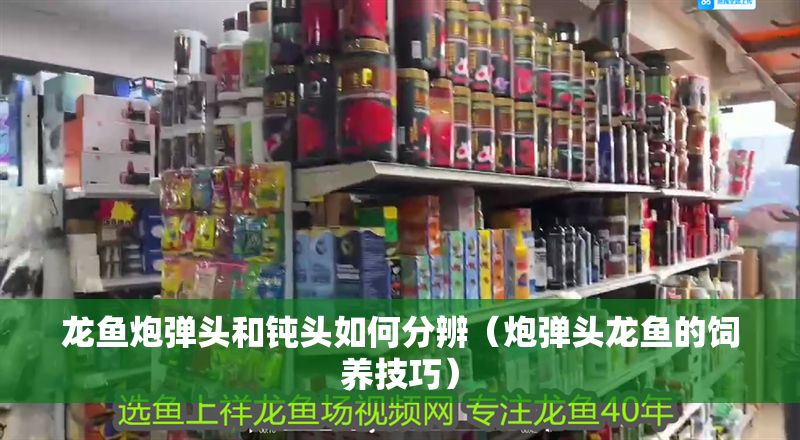 龍魚炮彈頭和鈍頭如何分辨（炮彈頭龍魚的飼養技巧） 龍魚炮彈頭和鈍頭如何分辨（炮彈頭龍魚的飼養技巧） 龍魚百科 第5張