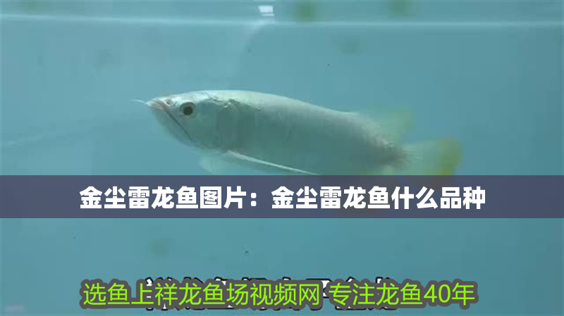 金塵雷龍魚圖片：金塵雷龍魚什么品種