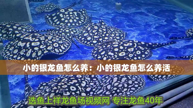 小的銀龍魚怎么養：小的銀龍魚怎么養活