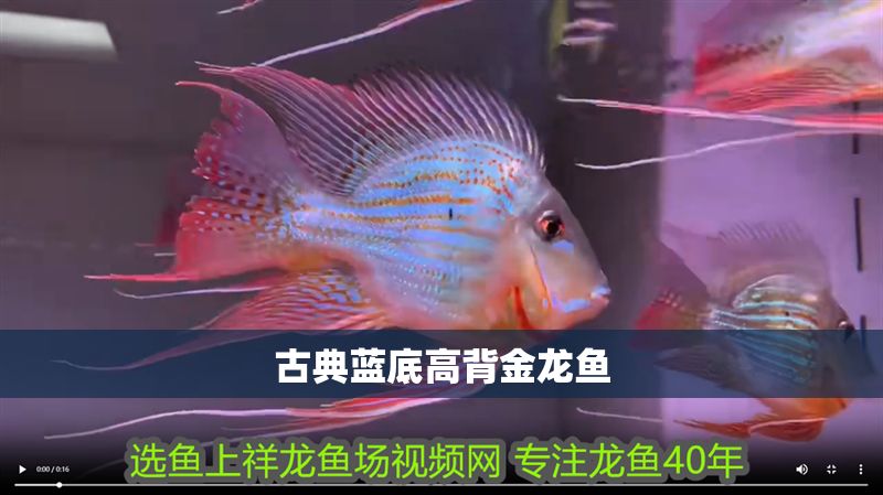 古典藍底高背金龍魚