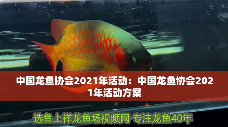 中國龍魚協會2021年活動：中國龍魚協會2021年活動方案