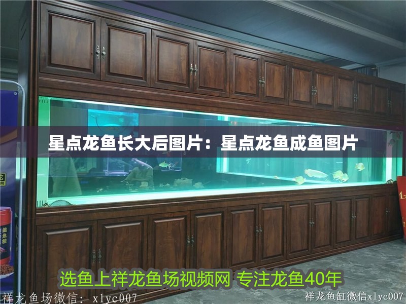 星點龍魚長大后圖片：星點龍魚成魚圖片