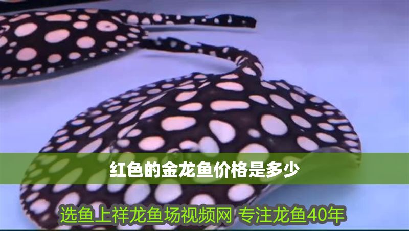 紅色的金龍魚價格是多少