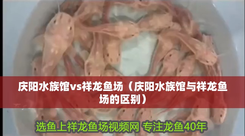 慶陽水族館vs祥龍魚場（慶陽水族館與祥龍魚場的區別）