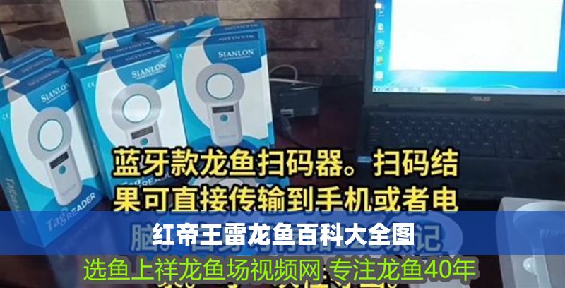 紅帝王雷龍魚百科大全圖