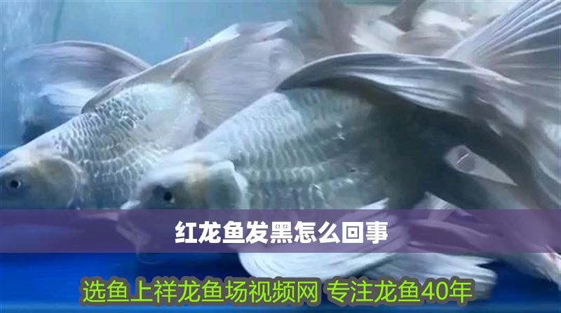 紅龍魚發黑怎么回事 龍魚百科 第1張 紅龍魚發黑怎么回事 紅龍魚發黑怎么回事 龍魚百科 第1張