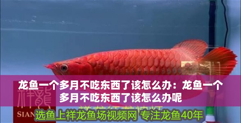 龍魚一個(gè)多月不吃東西了該怎么辦：龍魚一個(gè)多月不吃東西了該怎么辦呢