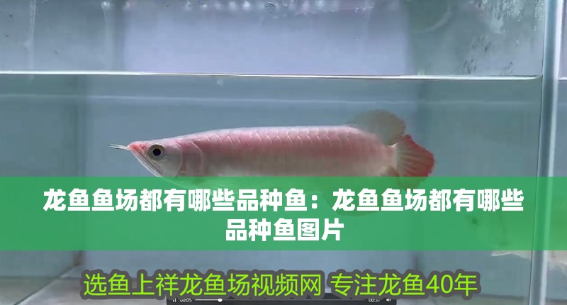 龍魚魚場都有哪些品種魚：龍魚魚場都有哪些品種魚圖片