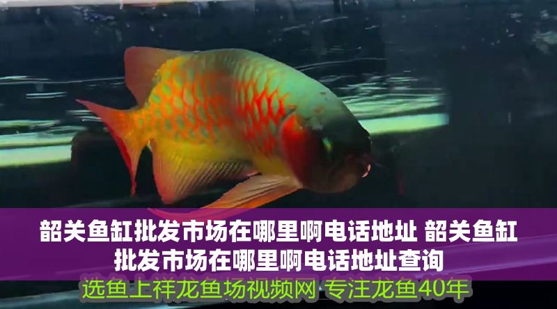 詳細(xì)閱讀:韶關(guān)魚(yú)缸批發(fā)市場(chǎng)在哪里啊電話地址 韶關(guān)魚(yú)缸批發(fā)市場(chǎng)在哪里啊電話地址查詢 韶關(guān)魚(yú)缸批發(fā)市場(chǎng)在哪里啊電話地址 韶關(guān)魚(yú)缸批發(fā)市場(chǎng)在哪里啊電話地址查詢