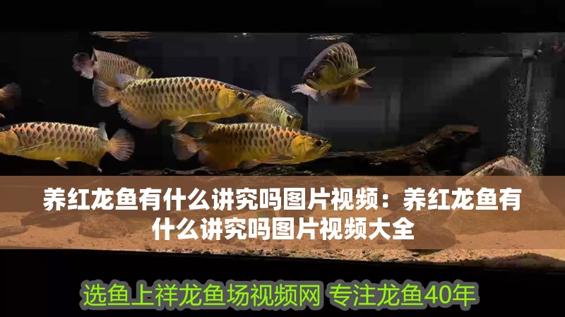 養紅龍魚有什么講究嗎圖片視頻：養紅龍魚有什么講究嗎圖片視頻大全