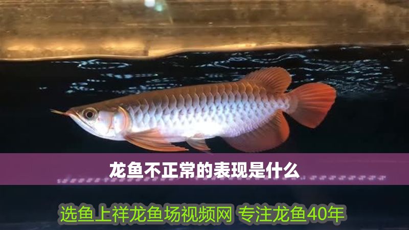 龍魚不正常的表現是什么