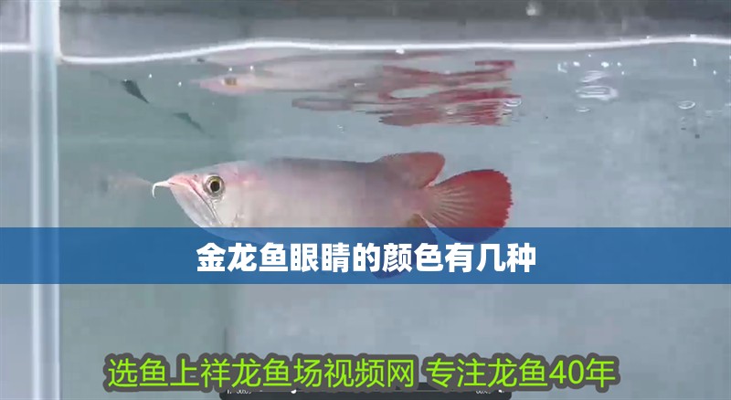 金龍魚眼睛的顏色有幾種