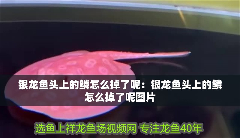 銀龍魚頭上的鱗怎么掉了呢：銀龍魚頭上的鱗怎么掉了呢圖片