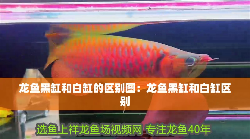 龍魚(yú)黑缸和白缸的區(qū)別圖：龍魚(yú)黑缸和白缸區(qū)別