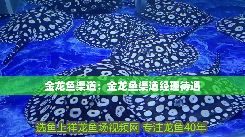 金龍魚渠道：金龍魚渠道經理待遇