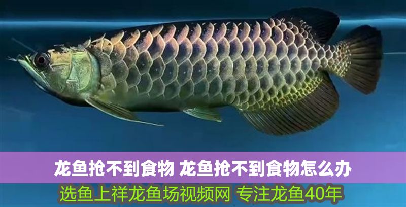 龍魚搶不到食物 龍魚搶不到食物怎么辦