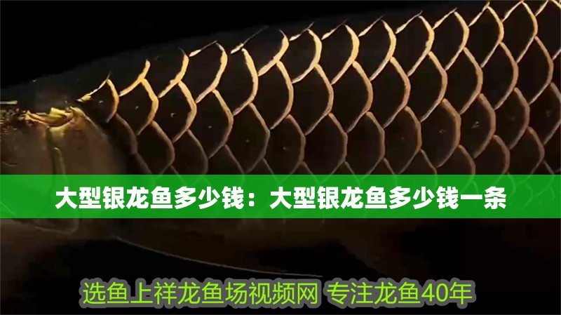 大型銀龍魚多少錢：大型銀龍魚多少錢一條