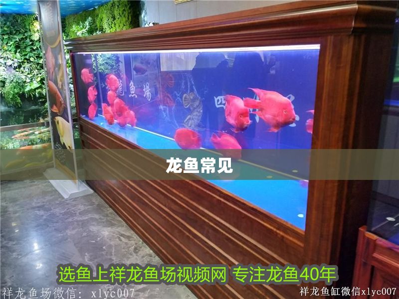 龍魚常見