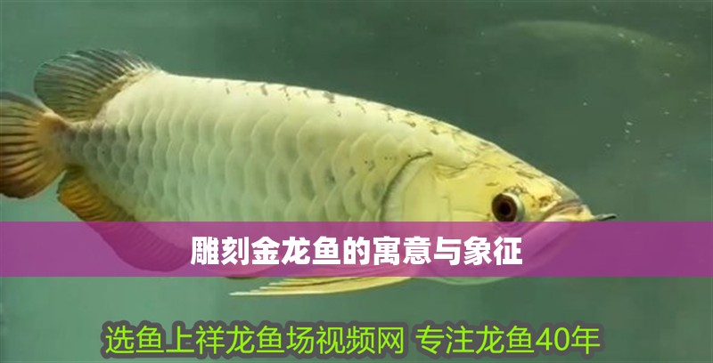 雕刻金龍魚的寓意與象征 龍魚百科 第2張 雕刻金龍魚的寓意與象征 雕刻金龍魚的寓意與象征 龍魚百科 第2張